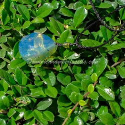 Electric Blue Amber Pendant Ultra Vivid Hue 12