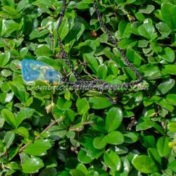 Electric Blue Amber Sail Shape 11