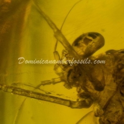 Ephemeroptera Laying Eggs 11