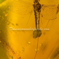 Ephemeroptera Laying Eggs 6