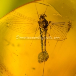 Ephemeroptera Laying Eggs 9