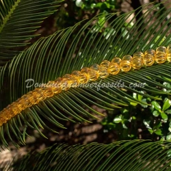 Fancy Beads Dominican Amber Collar 9