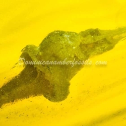 Flower Bud On Lovely Amber Piece 5