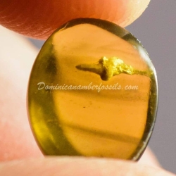 Flower Bud On Lovely Amber Piece