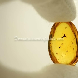 Flower Fossil Dominican Amber