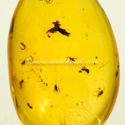 Flower Fossil Dominican Amber 3