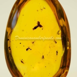 Flower Fossil Dominican Amber 5