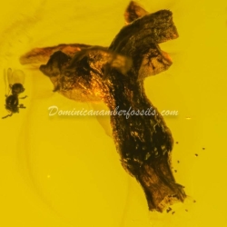 Flower Fossil Dominican Amber 8