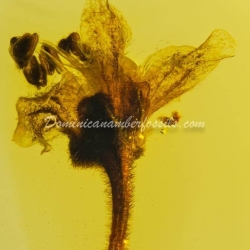 Flower Fossil Dominican Flower Fossil Inclusion 9