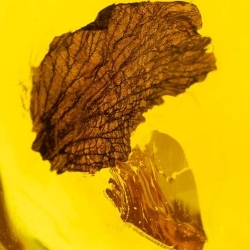 Flower Fossil Petal Inclusion 12