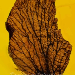 Flower Fossil Petal Inclusion