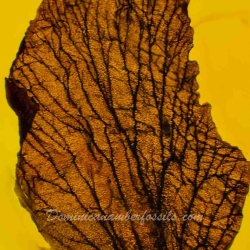 Flower Fossil Petal Inclusion 3