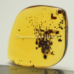 Flower Pattern Inclusion Dominican Amber 8