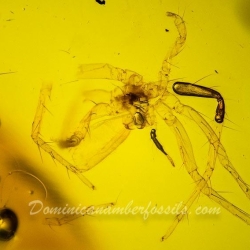 Flower Spider Exuvia 4