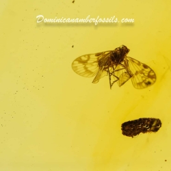 Flying Planthopper 10