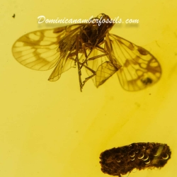 Flying Planthopper 11