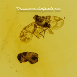 Flying Planthopper 13