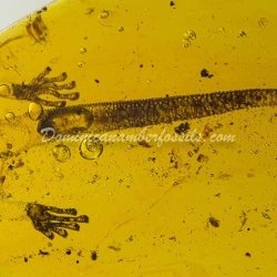 Gecko Inclusion On Dominican Amber 17