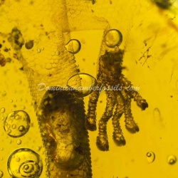 Gecko Inclusion On Dominican Amber 2