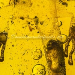 Gecko Inclusion On Dominican Amber 3