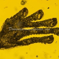 Gecko Inclusion On Dominican Amber 6