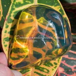 Genuine Bluish Green Dominican Amber Talisman 3