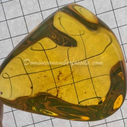Genuine Bluish Green Dominican Amber Talisman