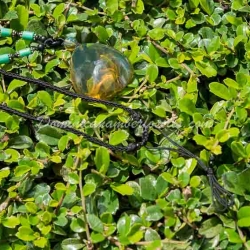 Gold Green Dominican Amber Pendant 2