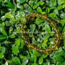Green Amber Stretching Bracelet 12