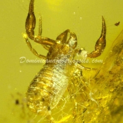 Group Of 6 Pseudoscorpion Inclusion 2