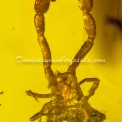 Group Of 6 Pseudoscorpion Inclusion 3