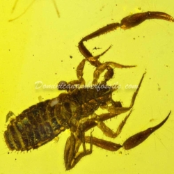 Group Of 6 Pseudoscorpion Inclusion 4