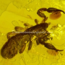 Group Of 6 Pseudoscorpion Inclusion 5