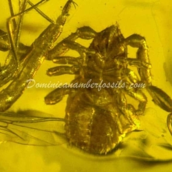 Group Of 6 Pseudoscorpion Inclusion 6