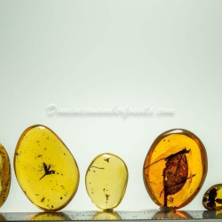 Group Of 9 Botanical Inclusions 2