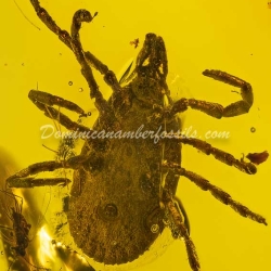 Hard Tick Acarina Ixodidae 6