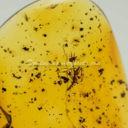 Hard Tick Amber Fossil Dominican Ixodidae 3