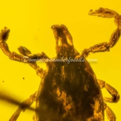 Hard Tick Amber Fossil Dominican Ixodidae 5