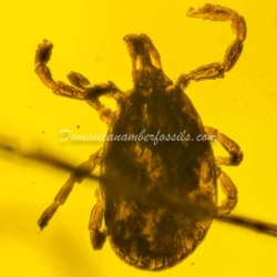 Hard Tick Amber Fossil Dominican Ixodidae 6