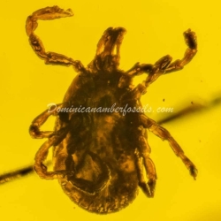 Hard Tick Amber Fossil Dominican Ixodidae 7