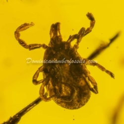 Hard Tick Amber Fossil Dominican Ixodidae 8