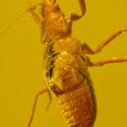 Hemiptera 10