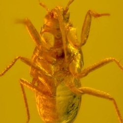 Hemiptera 3