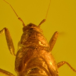 Hemiptera 6