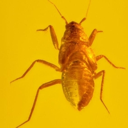 Hemiptera 7