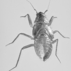 Hemiptera 8