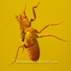 Hemiptera 9