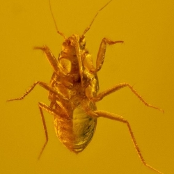 Hemiptera