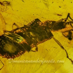 Hemiptera Aradidae 3