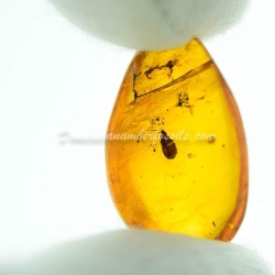 Hemiptera Aradidae Flat Bug Inclusion Dominican Amber 2